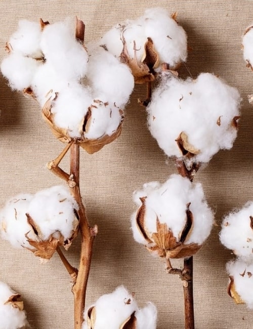 Our cotton, Organic, recycled, BCI cotton