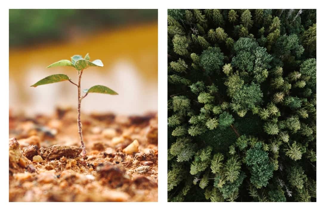 29 Sustainable & Eco-Friendly Gifts For Your Low-Impact Loved Ones #ecofriendlygifts #bestecofriendlygifts #ecofriendlygiftideas #ecofriendlychristmasgifts #sustainablegifts #bestsustainablegifts #sustainablegiftideas #sustainablejungle Images by Syahrin Seth & Olena Sergienko via Unsplash