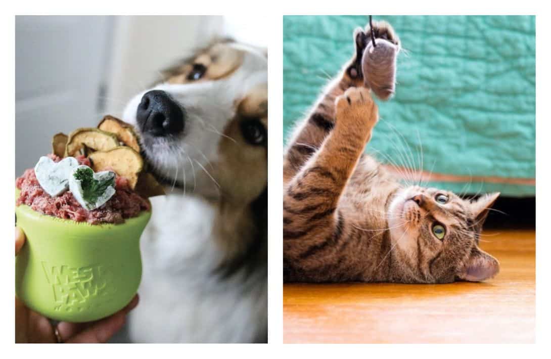 31 Low & Zero Waste Gifts For Every Plastic Free Present List Images by West Paw and Honest Pet Products #zerowastegifts #sustainablejungle