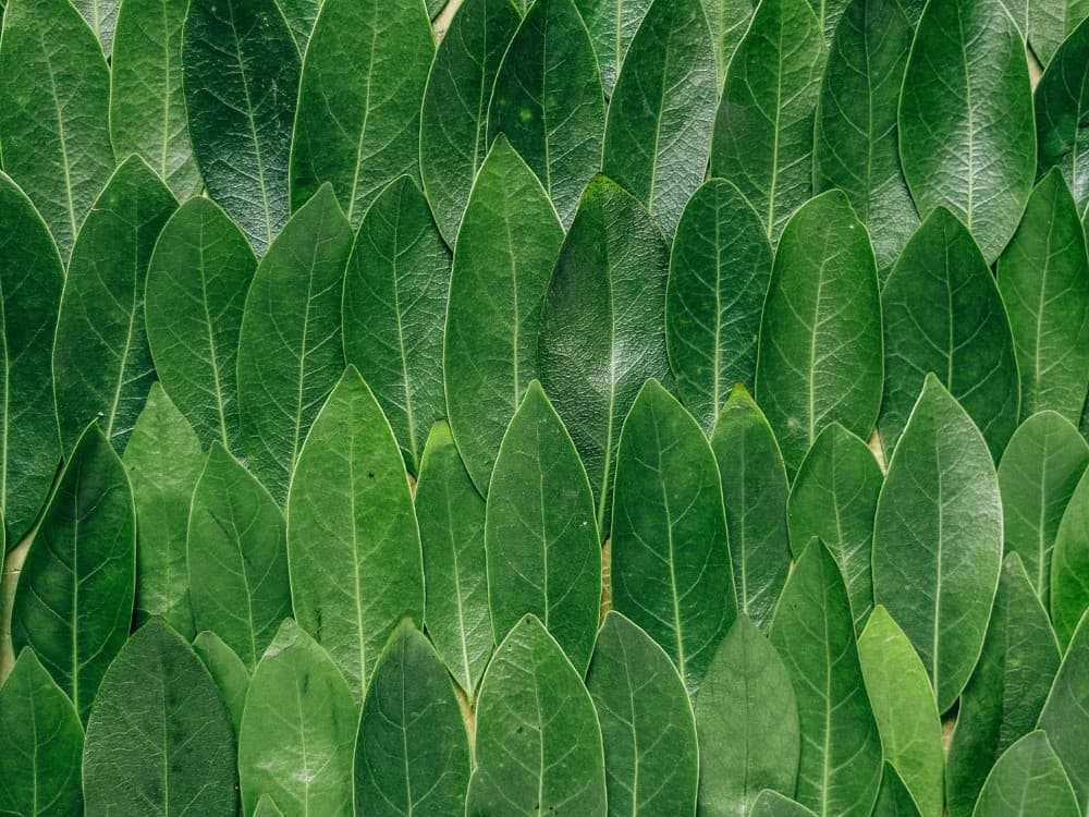 What Is Lyocell Fabric & Is Its Sustainability Up To Snuff? #lyocellfabric #lyocelltencelfabric #islyocellfabricsustainable #tencellyocell #whatislyocellfabric #sustainablejungle Image by Erol Ahmed via Unsplash