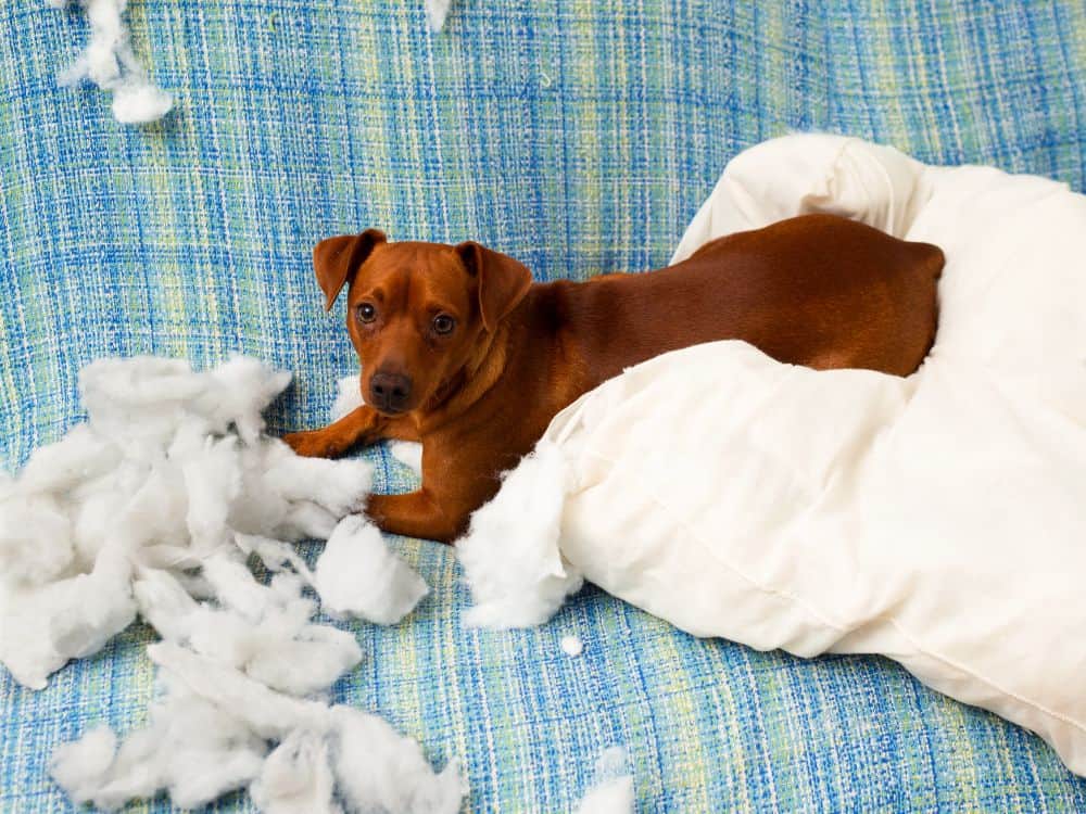 Preventing a Pain In The Neck: What To Do With Old Pillows Image by Lunamarina via Canva Pro #whattodowitholdpillows #recyclepillows #recyclingpillows #donatepillows #howtodisposeofpillows