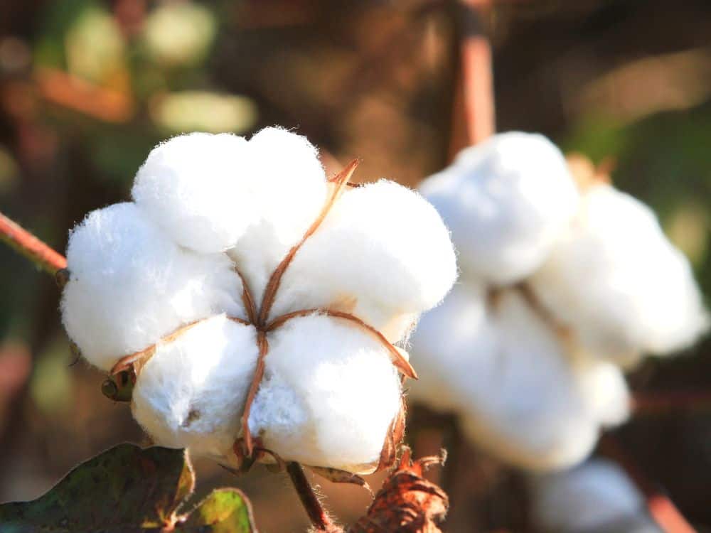 Rayon vs Cotton: What is the Difference Between the Two Popular Materials? Image by PeteMuller via Getty Images Signature on Canva Pro #rayonvscotton #cottonvsrayon #rayonfabricvscotton #bamboorayonvscotton #rayonvspolystervscotton #sustainablejungle