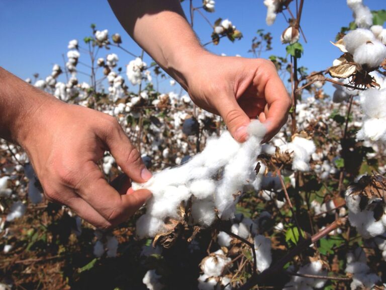 Why Organic Cotton Exploring Regular Cotton Vs Organic Cotton