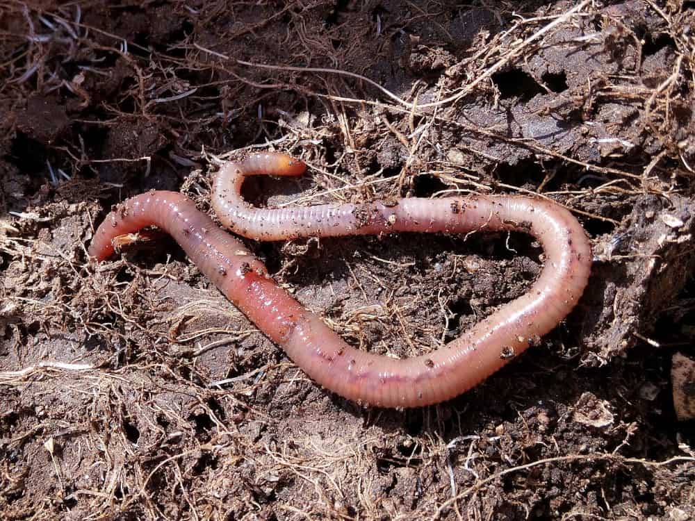 How To Make Worm Tea For Plants & The Planet #wormtea #whatiswormtea #wormcastingtea #howtomakewormtea #benefitsofwormtea #wormteaforplants #sustainablejungle Image by PortalJardin via pixabay on Canva Pro