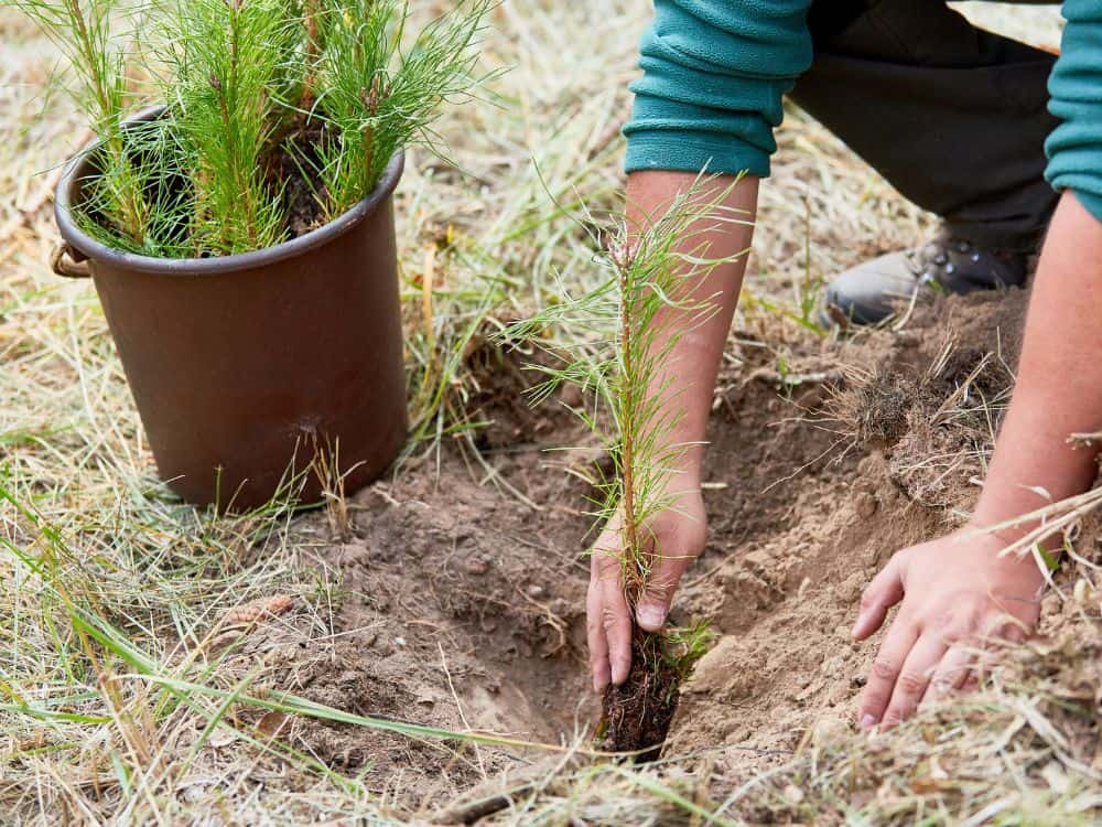 Sustainable Forestry Certifications: Rooted in Forest Protection or (Tree) Pulp Fiction? Image by Robert Kneschke via Canva Pro #forestrycertification #sustainableforestrycertification #forestrycertifications #forestrycertificationprograms #whatisaforestrycertification #whatisasustainableforestrycertification #sustainablejungle