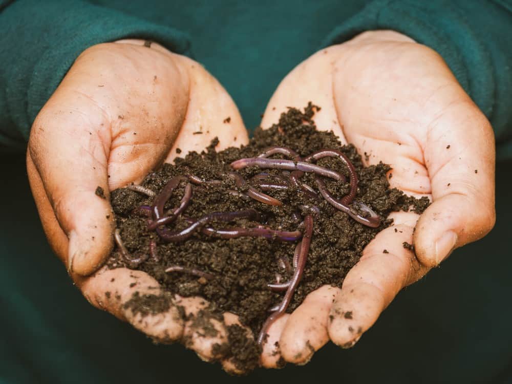 How To Make Worm Tea For Plants & The Planet #wormtea #whatiswormtea #wormcastingtea #howtomakewormtea #benefitsofwormtea #wormteaforplants #sustainablejungle Image by Sippakorn Yamkasikorn via Pexels on Canva Pro