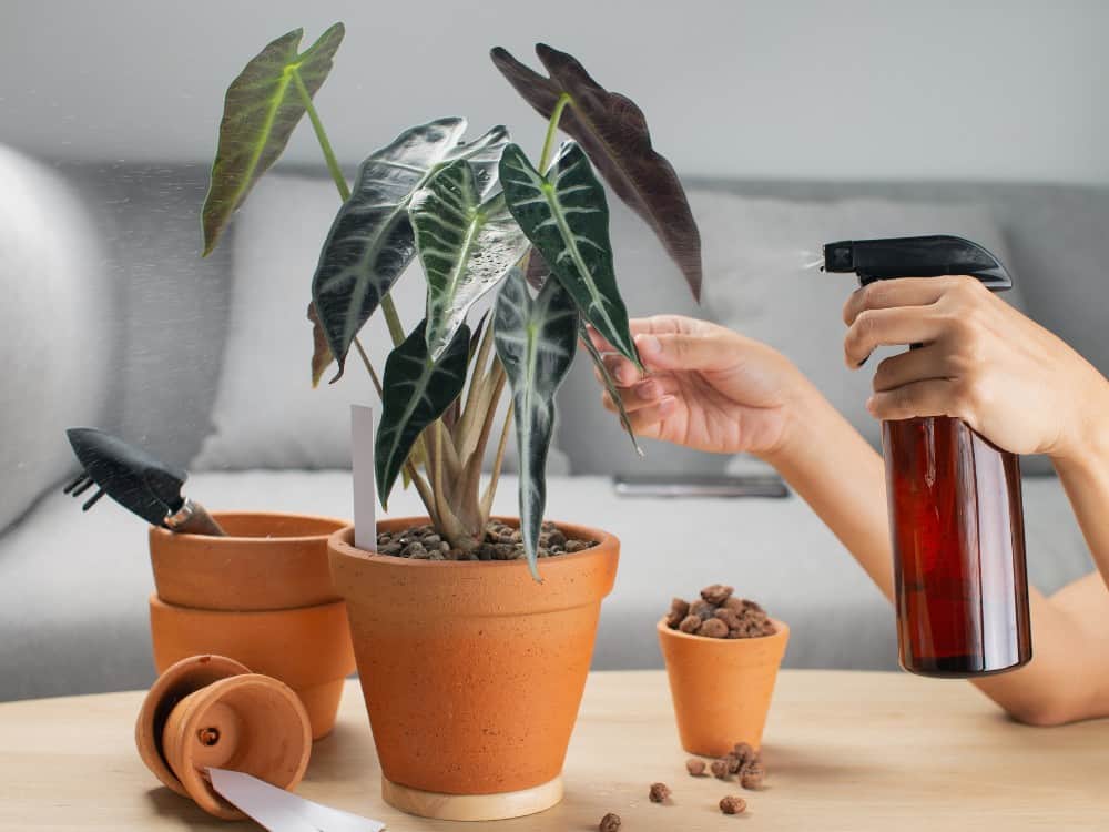 How To Make Worm Tea For Plants & The Planet #wormtea #whatiswormtea #wormcastingtea #howtomakewormtea #benefitsofwormtea #wormteaforplants #sustainablejungle Image by Thrakorn arunotha via Canva Pro