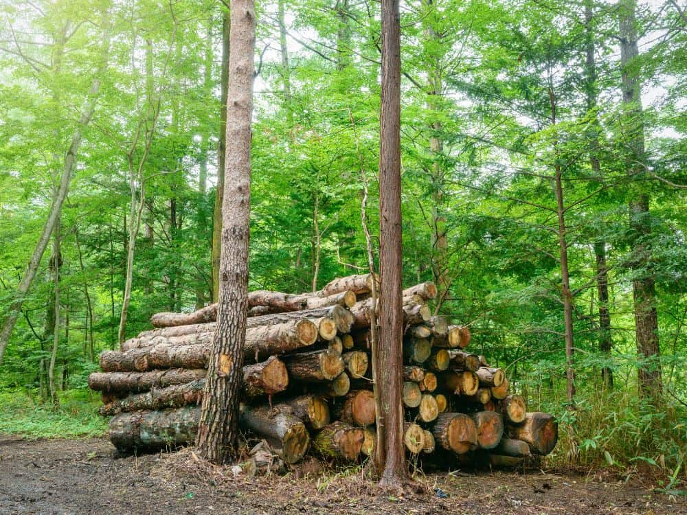 Sustainable Forestry Certifications: Rooted in Forest Protection or (Tree) Pulp Fiction? Image by blew_i via Getty Images on Canva Pro #forestrycertification #sustainableforestrycertification #forestrycertifications #forestrycertificationprograms #whatisaforestrycertification #whatisasustainableforestrycertification #sustainablejungle