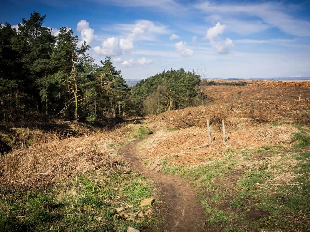 Sustainable Forestry Certifications: Rooted in Forest Protection or (Tree) Pulp Fiction? Image by mikedabell via Getty Images Signature on Canva Pro #forestrycertification #sustainableforestrycertification #forestrycertifications #forestrycertificationprograms #whatisaforestrycertification #whatisasustainableforestrycertification #sustainablejungle