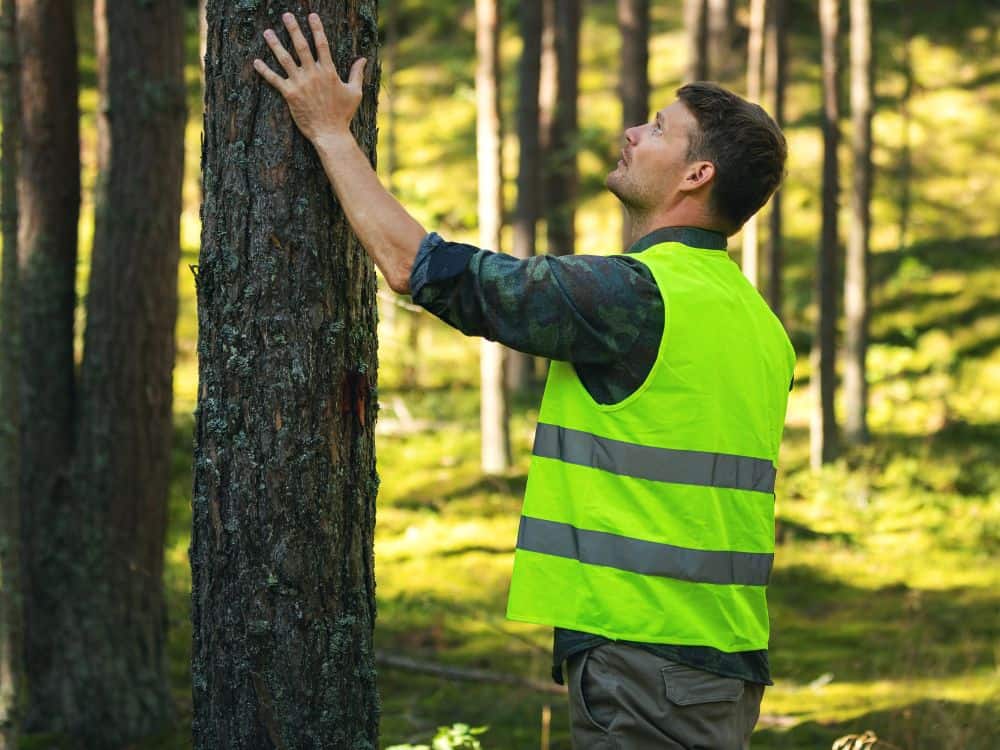 Sustainable Forestry Certifications: Rooted in Forest Protection or (Tree) Pulp Fiction? Image by ronstik via Getty Images on Canva Pro #forestrycertification #sustainableforestrycertification #forestrycertifications #forestrycertificationprograms #whatisaforestrycertification #whatisasustainableforestrycertification #sustainablejungle