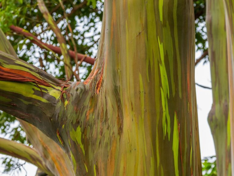 Biodegradable Glitter Sustainable Sparkle Or Just Glimmering Greenwashing?