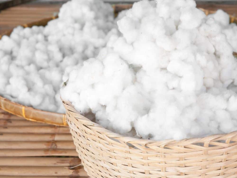 Why Organic Cotton: Exploring Regular Cotton Vs Organic Cotton