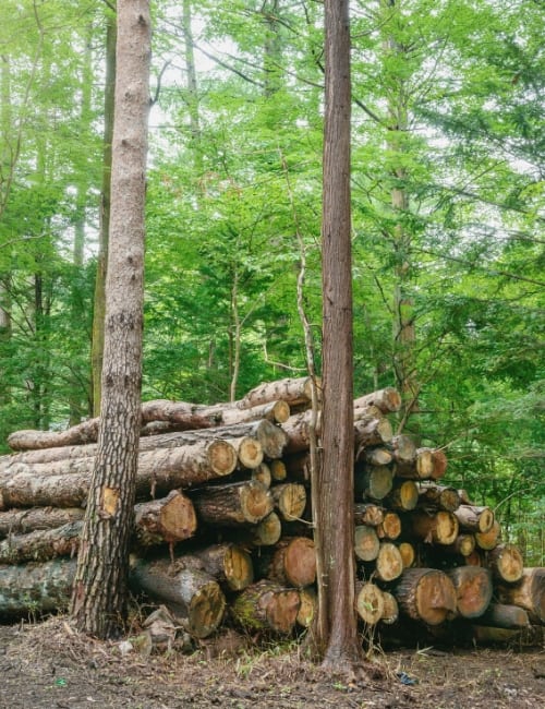 Sustainable Forestry Certifications: Rooted in Forest Protection or (Tree) Pulp Fiction? Image by blew_i via Getty Images on Canva Pro #forestrycertification #sustainableforestrycertification #forestrycertifications #forestrycertificationprograms #whatisaforestrycertification #whatisasustainableforestrycertification #sustainablejungle