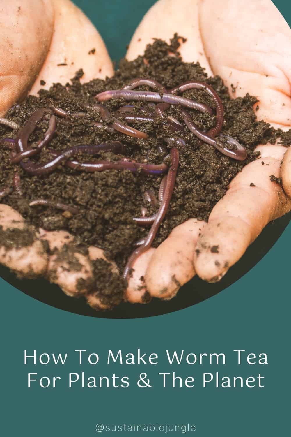 How To Make Worm Tea For Plants & The Planet #wormtea #whatiswormtea #wormcastingtea #howtomakewormtea #benefitsofwormtea #wormteaforplants #sustainablejungle Image by Sippakorn Yamkasikorn via Pexels on Canva Pro