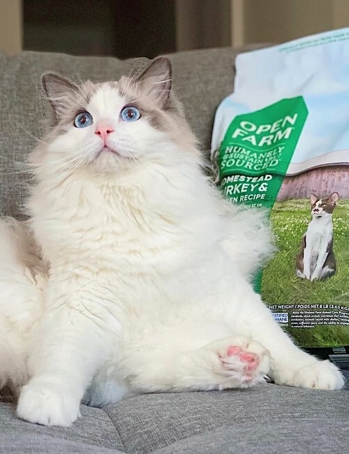 8 Eco-Friendly Cat Foods To Make All 9 Lives Sustainable Image by Open farm #ecofriendlycatfood #ecofriendlywetcatfood #sustainablecatfood #sustainableseafoodcatfood #ecofriendlycatfoodpackaging #humanesustainablecatfood #sustainablejungle