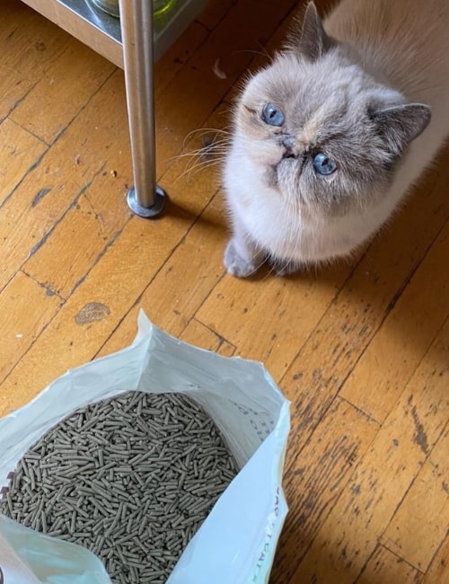 The 9 Best Eco-Friendly Cat Litter Brands that are Paw-sitively Purr-fect Images by Tuft + Paw #eco-friendlycatlitter #besteco-friendlycatlitter #mosteco-friendlycatlitter #biodegradablecatlitter #environmentallyfriendlycatlitter #sustainablecatlitter