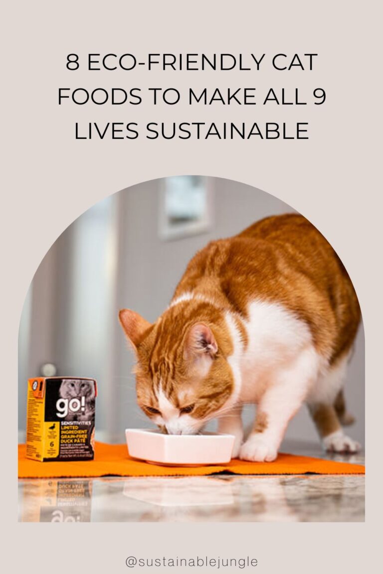 8 EcoFriendly Cat Foods To Make All 9 Lives Sustainable