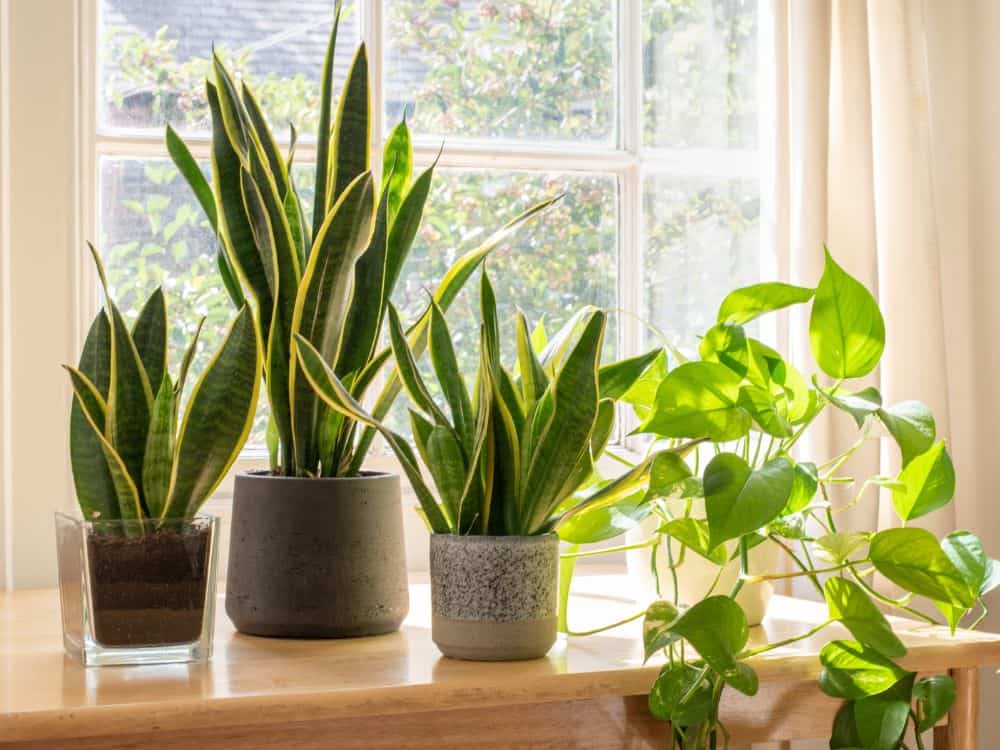 Apartment Gardening: A Beginners Guide For A Plant Paradise Image by Grumpy Cow Studios #apartmentgardening #apartmentgarden #apartmentgardeningideas #howtogardeninanapartment #sustainablejungle