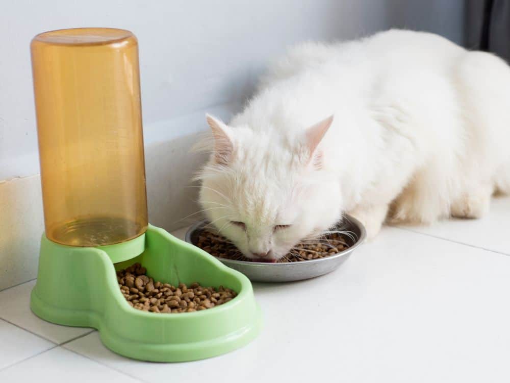 A Meaty Debate: Is Vegan Cat Food Safe For Cats? Image by Masuti #vegancatfood #vegancatfoodstudy #isvegancatfoodsafeforcats #isveganfoodhealthyforcats #vegancatdiet #vegetariancatfood #vegetarianfoodforcats #sustainablejungle