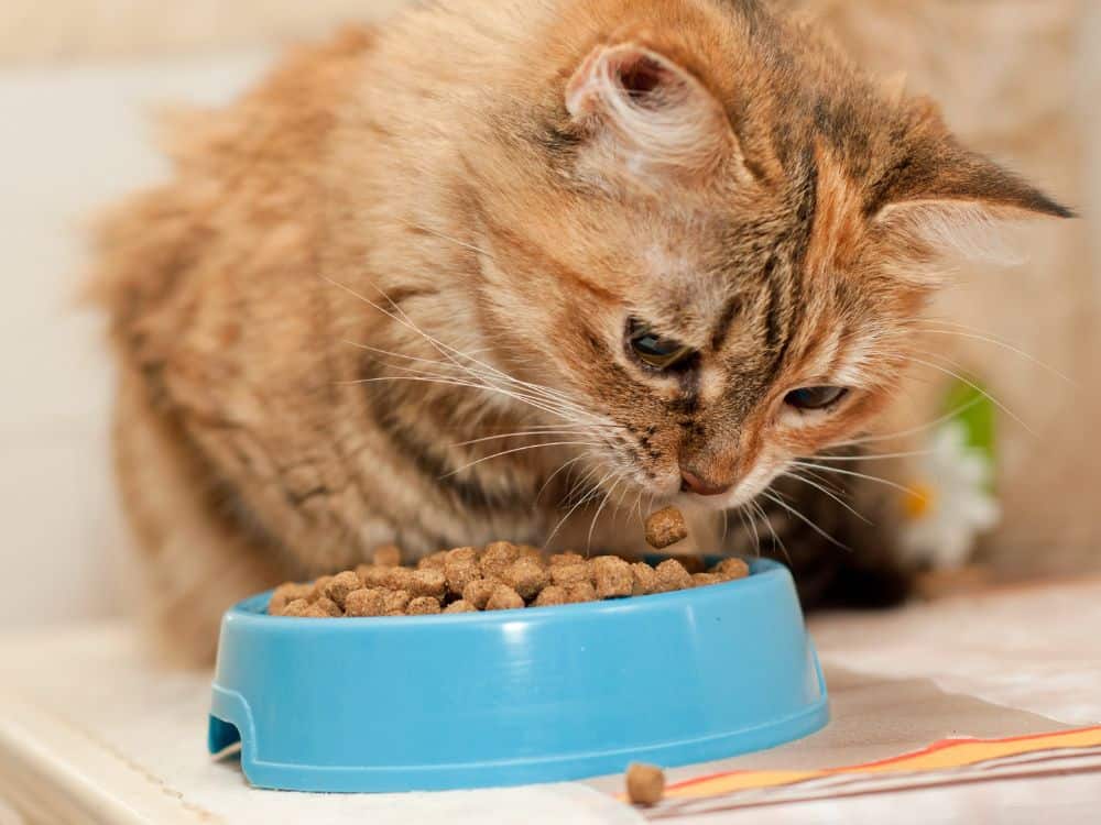 A Meaty Debate: Is Vegan Cat Food Safe For Cats? Image by Nataliya_dv #vegancatfood #vegancatfoodstudy #isvegancatfoodsafeforcats #isveganfoodhealthyforcats #vegancatdiet #vegetariancatfood #vegetarianfoodforcats #sustainablejungle