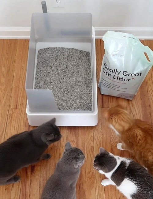 The 9 Best Eco-Friendly Cat Litter Brands that are Paw-sitively Purr-fectImages by Tuft + Paw#eco-friendlycatlitter #besteco-friendlycatlitter #mosteco-friendlycatlitter #biodegradablecatlitter #environmentallyfriendlycatlitter #sustainablecatlitter