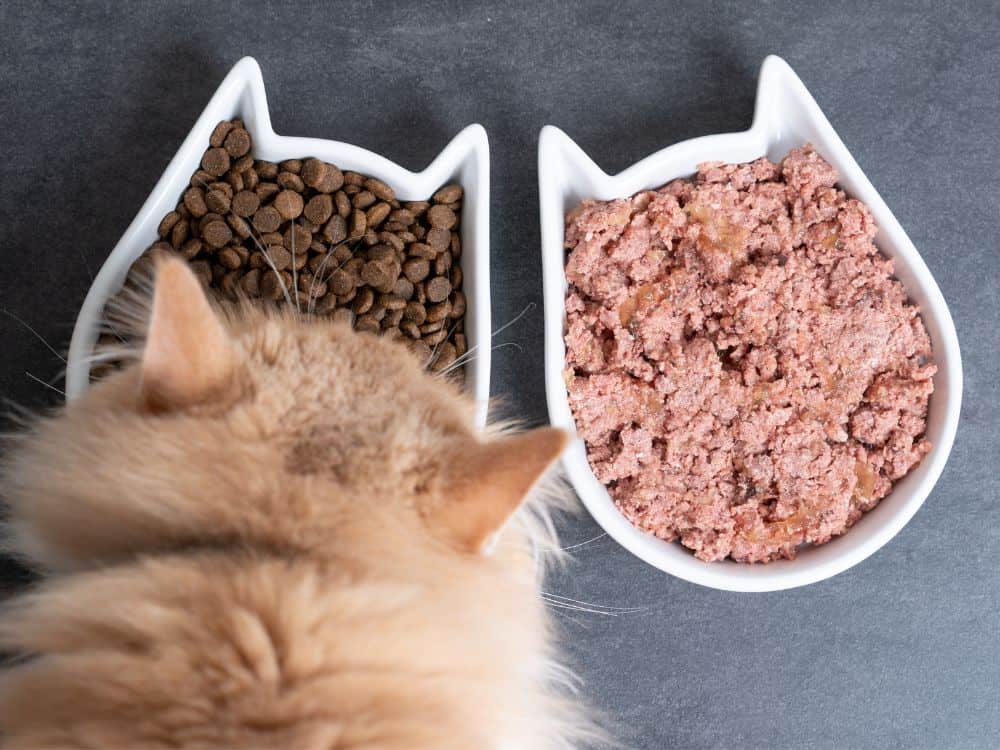 A Meaty Debate: Is Vegan Cat Food Safe For Cats? Image by Nils Jacobi #vegancatfood #vegancatfoodstudy #isvegancatfoodsafeforcats #isveganfoodhealthyforcats #vegancatdiet #vegetariancatfood #vegetarianfoodforcats #sustainablejungle