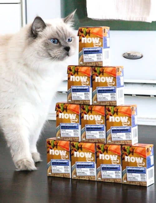 8 Eco-Friendly Cat Foods To Make All 9 Lives Sustainable Image by Petcurean #ecofriendlycatfood #ecofriendlywetcatfood #sustainablecatfood #sustainableseafoodcatfood #ecofriendlycatfoodpackaging #humanesustainablecatfood #sustainablejungle