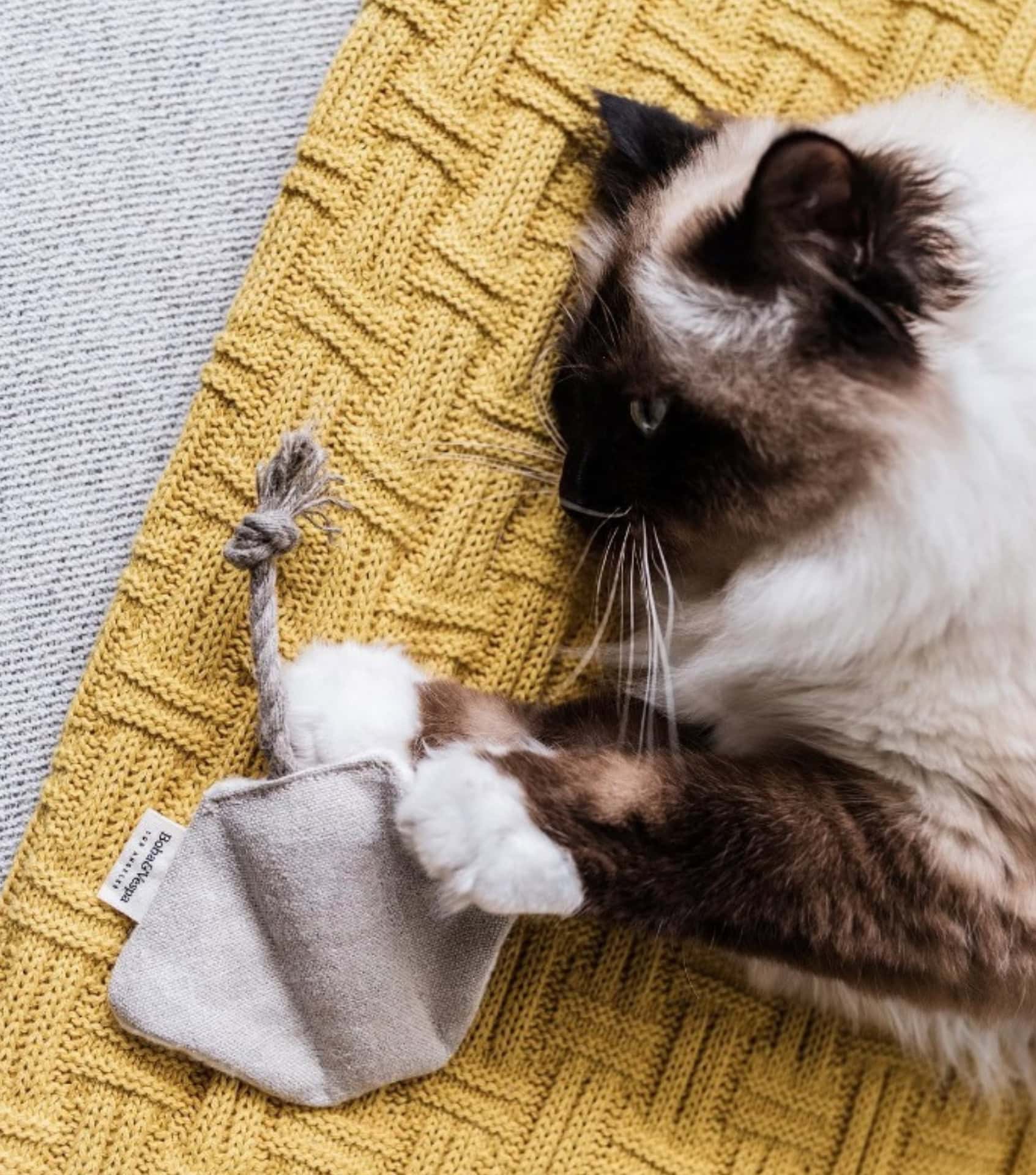 Image by The Kind Pet (sustainable-cat-food)
