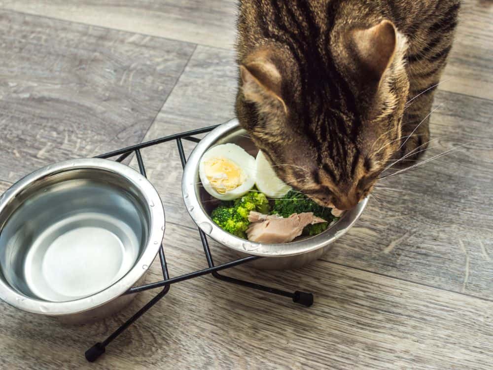 A Meaty Debate: Is Vegan Cat Food Safe For Cats? Image by anastas #vegancatfood #vegancatfoodstudy #isvegancatfoodsafeforcats #isveganfoodhealthyforcats #vegancatdiet #vegetariancatfood #vegetarianfoodforcats #sustainablejungle