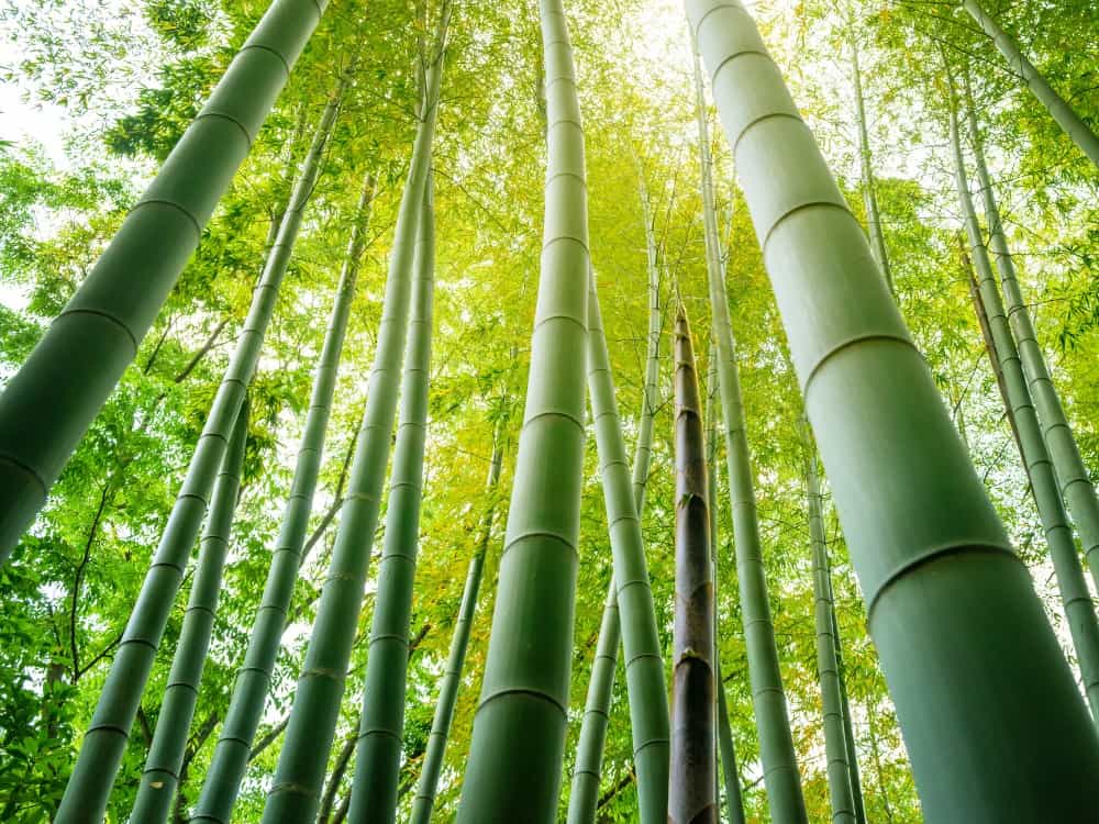 31 Sustainable Fabrics For The Most Eco-Friendly FashionImage by blew_i#sustainablefabrics #listofsustainablefabrics #whatarethebestsustainablefabrics #sustainablefabricsforclothing #ecofriendlyfabrics #mostecofriendlyfabrics #sustainablejungle