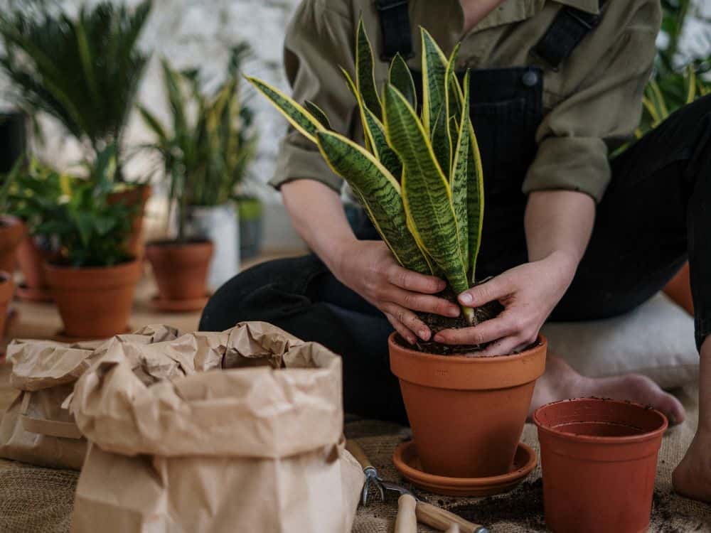 Apartment Gardening: A Beginners Guide For A Plant Paradise Image by cottonbro #apartmentgardening #apartmentgarden #apartmentgardeningideas #howtogardeninanapartment #sustainablejungle