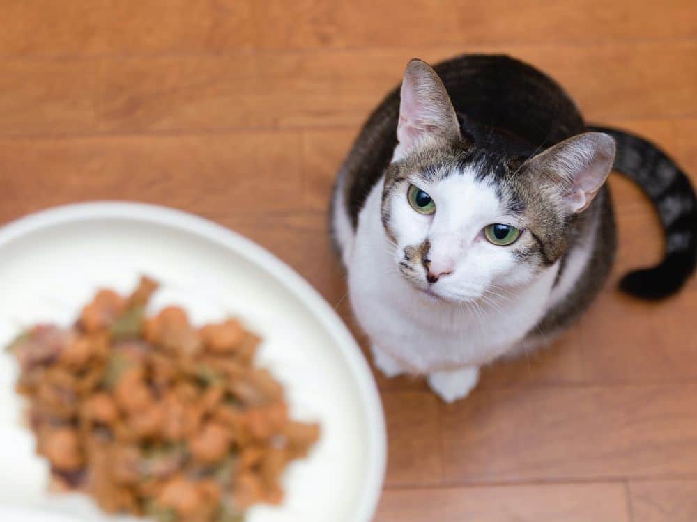 A Meaty Debate: Is Vegan Cat Food Safe For Cats? Image by etsukoN #vegancatfood #vegancatfoodstudy #isvegancatfoodsafeforcats #isveganfoodhealthyforcats #vegancatdiet #vegetariancatfood #vegetarianfoodforcats #sustainablejungle