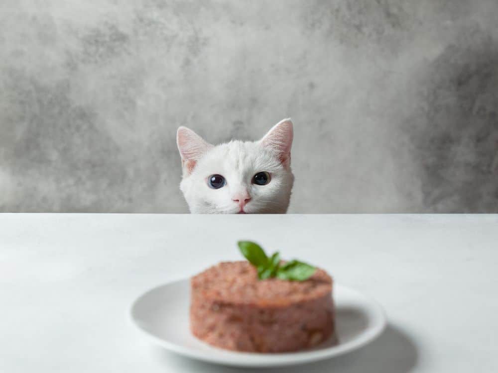 A Meaty Debate: Is Vegan Cat Food Safe For Cats? Image by natashamam #vegancatfood #vegancatfoodstudy #isvegancatfoodsafeforcats #isveganfoodhealthyforcats #vegancatdiet #vegetariancatfood #vegetarianfoodforcats #sustainablejungle