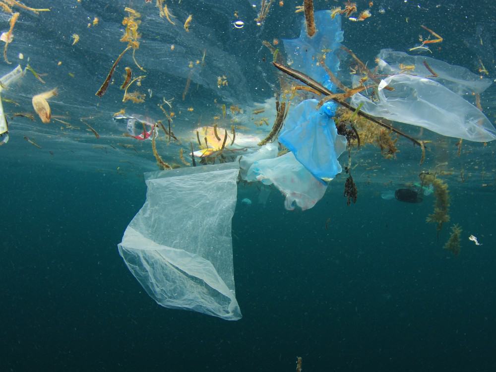 Can You Recycle Ziplock Bags? Get Your Plastic Bag Disposal On Lock Image by richcarey #canyourecycleziplockbags #areziplockbagsrecyclable #howtorecycleziplockbags #recyclingziplockbags #areplasticsnackbagsrecyclable #sustainablejungle