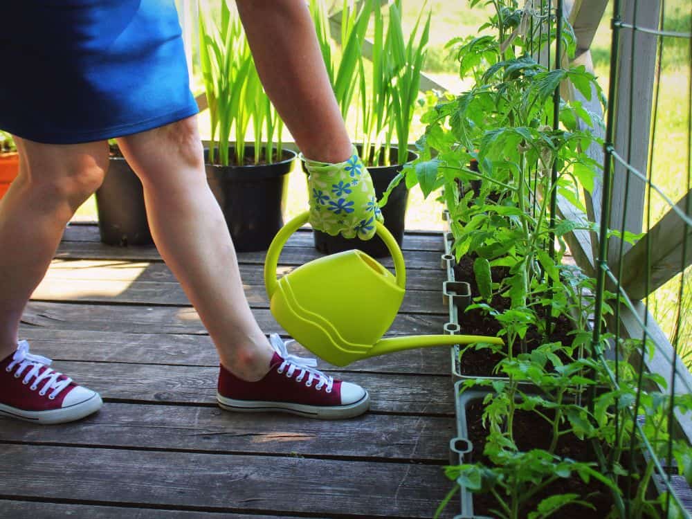 Apartment Gardening: A Beginners Guide For A Plant Paradise Image by virginijavaidakaviciene #apartmentgardening #apartmentgarden #apartmentgardeningideas #howtogardeninanapartment #sustainablejungle