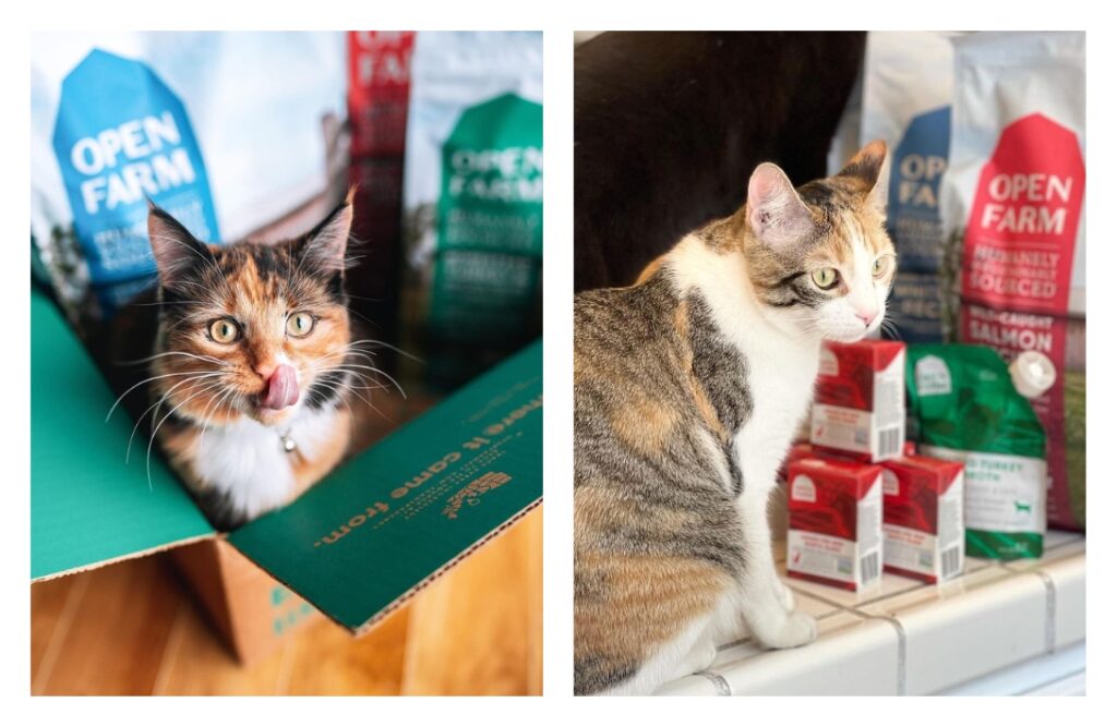 8 Eco-Friendly Cat Foods To Make All 9 Lives SustainableImages by Open Farm#ecofriendlycatfood #ecofriendlywetcatfood #sustainablecatfood #sustainableseafoodcatfood #ecofriendlycatfoodpackaging #humanesustainablecatfood #sustainablejungle