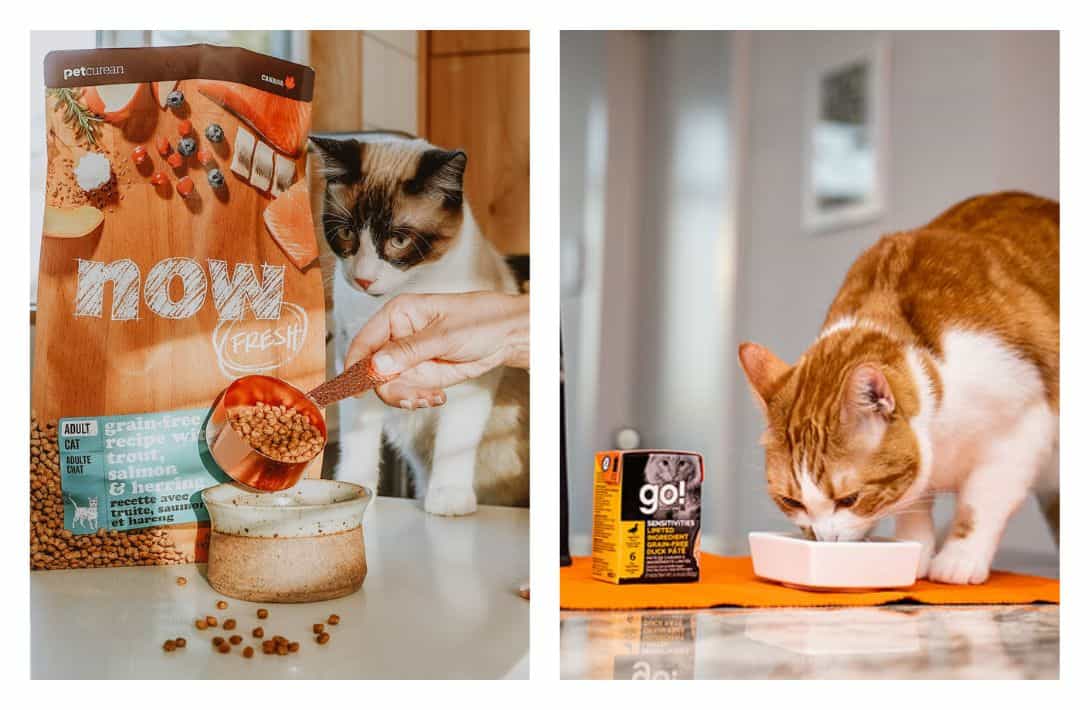 8 Eco-Friendly Cat Foods To Make All 9 Lives Sustainable Images by Petcurean #ecofriendlycatfood #ecofriendlywetcatfood #sustainablecatfood #sustainableseafoodcatfood #ecofriendlycatfoodpackaging #humanesustainablecatfood #sustainablejungle