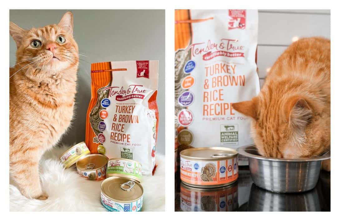 8 Eco-Friendly Cat Foods To Make All 9 Lives Sustainable Images by Tender & True #ecofriendlycatfood #ecofriendlywetcatfood #sustainablecatfood #sustainableseafoodcatfood #ecofriendlycatfoodpackaging #humanesustainablecatfood #sustainablejungle