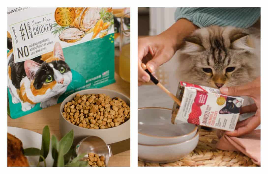 8 Eco-Friendly Cat Foods To Make All 9 Lives Sustainable Images by The Honest Kitchen #ecofriendlycatfood #ecofriendlywetcatfood #sustainablecatfood #sustainableseafoodcatfood #ecofriendlycatfoodpackaging #humanesustainablecatfood #sustainablejungle