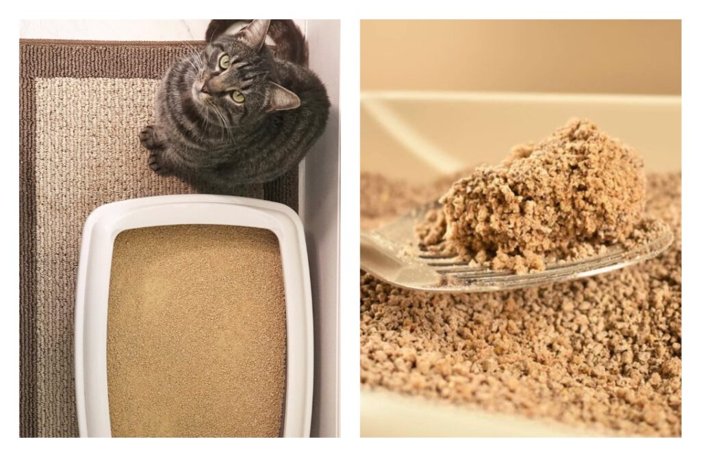 The 9 Best Eco-Friendly Cat Litter Brands that are Paw-sitively Purr-fectImages by World’s Best Cat Litter#eco-friendlycatlitter #besteco-friendlycatlitter #mosteco-friendlycatlitter #biodegradablecatlitter #environmentallyfriendlycatlitter #sustainablecatlitter