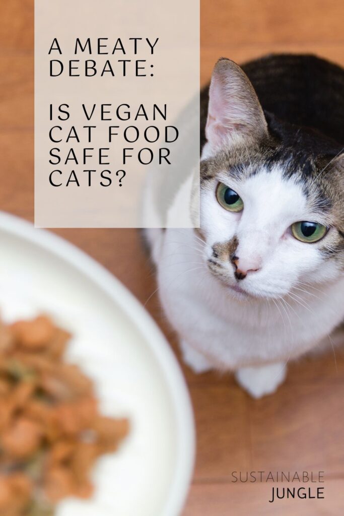 A Meaty Debate: Is Vegan Cat Food Safe For Cats? Image by etsukoN #vegancatfood #vegancatfoodstudy #isvegancatfoodsafeforcats #isveganfoodhealthyforcats #vegancatdiet #vegetariancatfood #vegetarianfoodforcats #sustainablejungle