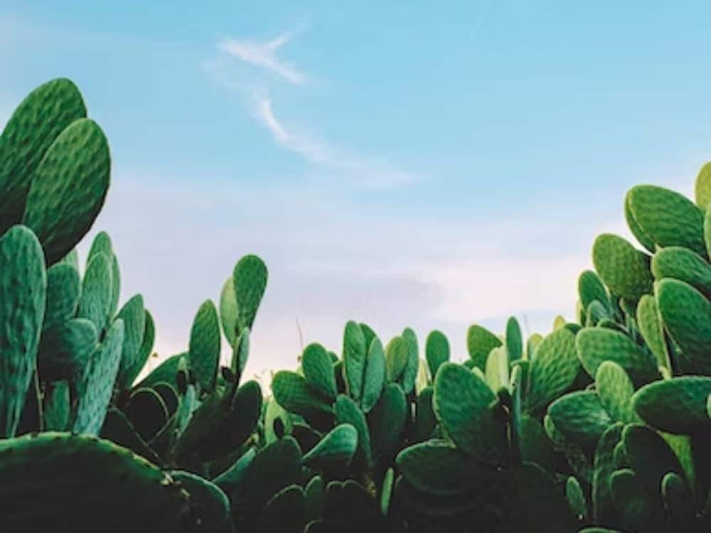 Cactus Sustainable A Leather: Or Solution A Vegan Subject? Prickly