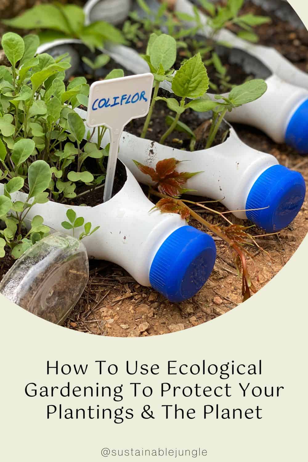 How To Use Ecological Gardening To Protect Your Plantings & The Planet Image by charliemarcos #ecologicalplanting #ecologicalgarden #ecologicalgardening #ecogardening #ecologicalgardendesign #sustainablejungle