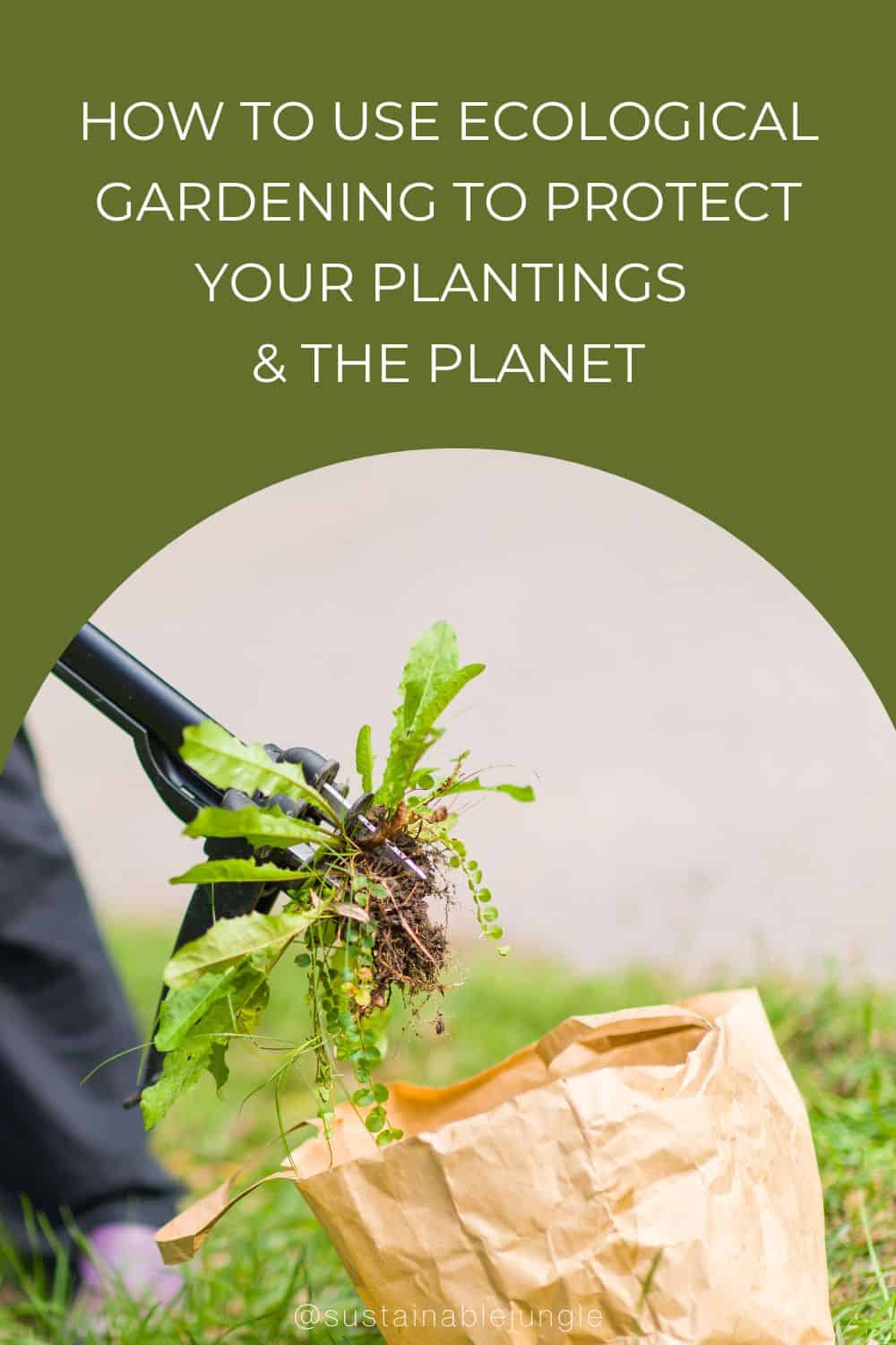 How To Use Ecological Gardening To Protect Your Plantings & The Planet Image by Jari Hindstrom #ecologicalplanting #ecologicalgarden #ecologicalgardening #ecogardening #ecologicalgardendesign #sustainablejungle