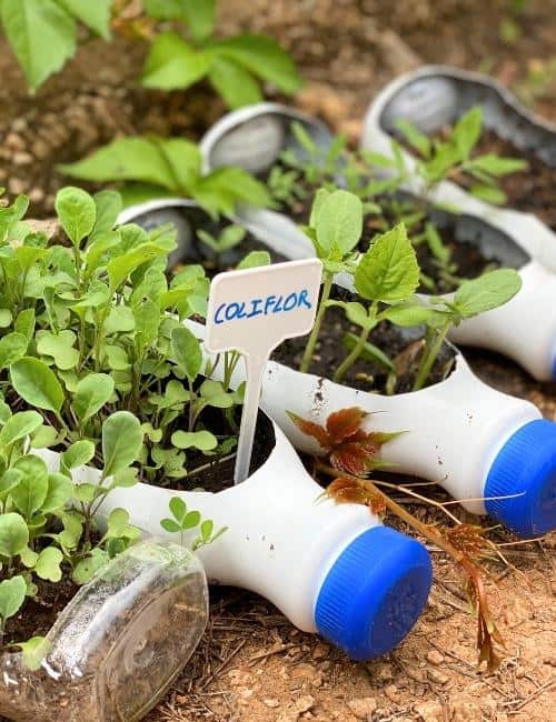 How To Use Ecological Gardening To Protect Your Plantings & The Planet Image by charliemarcos #ecologicalplanting #ecologicalgarden #ecologicalgardening #ecogardening #ecologicalgardendesign #sustainablejungle