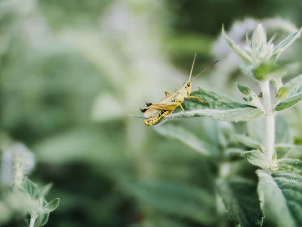 How To Use Ecological Gardening To Protect Your Plantings & The Planet Image by Anton Darius #ecologicalplanting #ecologicalgarden #ecologicalgardening #ecogardening #ecologicalgardendesign #sustainablejungle