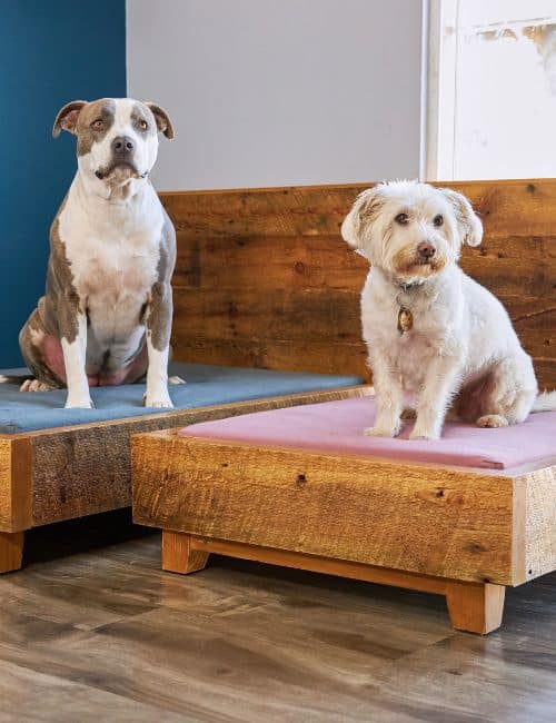 7 Organic Dog Beds For Naturally Non-Toxic Dog Day Naps Image by Avocado #organicdogbeds #bestorganicdogbeds #organiccottondogbeds #nontoxicdogbeds #nontoxicorthopediadogbeds #naturalorganicdogbeds #sustainablejungle