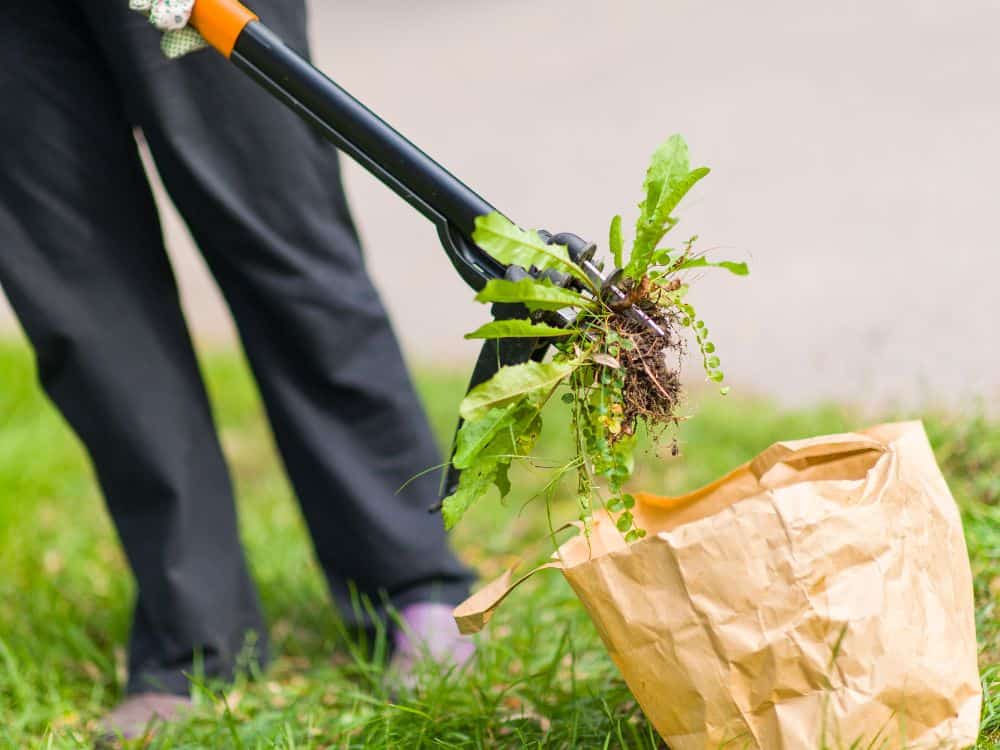 How To Use Ecological Gardening To Protect Your Plantings & The Planet Image by Jari Hindstrom #ecologicalplanting #ecologicalgarden #ecologicalgardening #ecogardening #ecologicalgardendesign #sustainablejungle