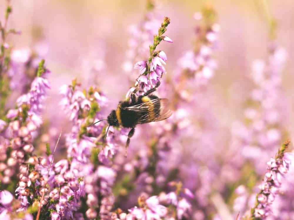 How To Use Ecological Gardening To Protect Your Plantings & The Planet Image by Josephine Amalie Paysen #ecologicalplanting #ecologicalgarden #ecologicalgardening #ecogardening #ecologicalgardendesign #sustainablejungle