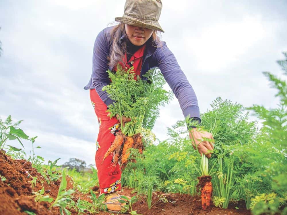 How To Use Ecological Gardening To Protect Your Plantings & The Planet Image by Ny Menghor #ecologicalplanting #ecologicalgarden #ecologicalgardening #ecogardening #ecologicalgardendesign #sustainablejungle